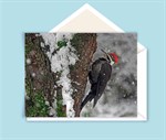 Ken Meisner - Pileated Woodpecker in Snow